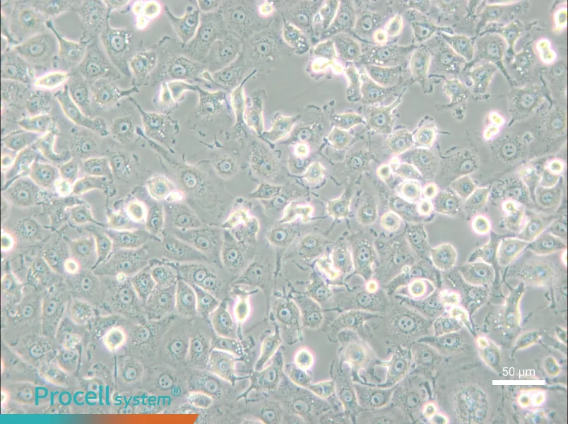 LLC-MK2 Cell Complete Medium - small - 6