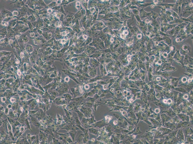 Kelly Cell Complete Medium - 4