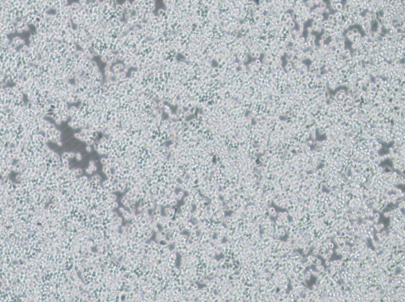 DC2.4 Cell Complete Medium - 3