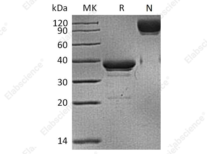 Recombinant Human BCMA/TNFRSF17 Protein (mFc Tag) - 1