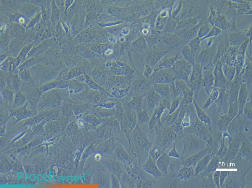 Rat Cardiac Fibroblast Complete Medium - 6