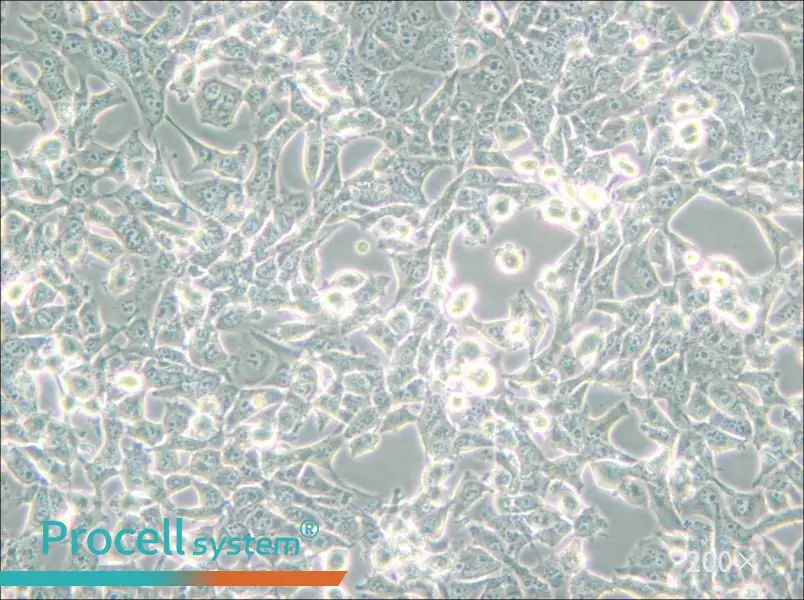 95-D [PLA-801D] Cell Complete Medium - 4