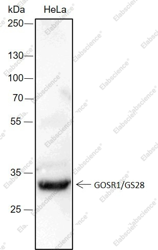 Recombinant GOSR1/GS28 Monoclonal Antibody - 1