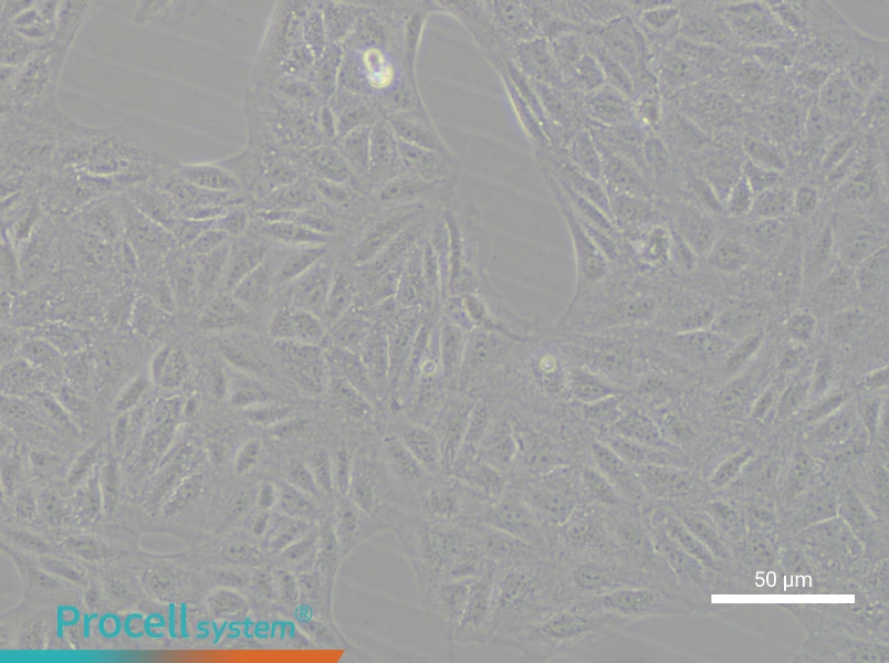 CV-1 Cell Complete Medium - small - 4