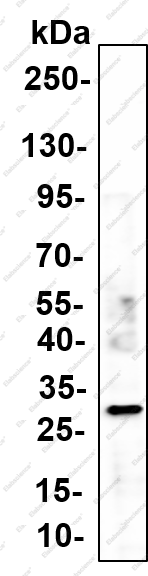 Recombinant HSP27 (Phospho Ser82) Monoclonal Antibody - 1