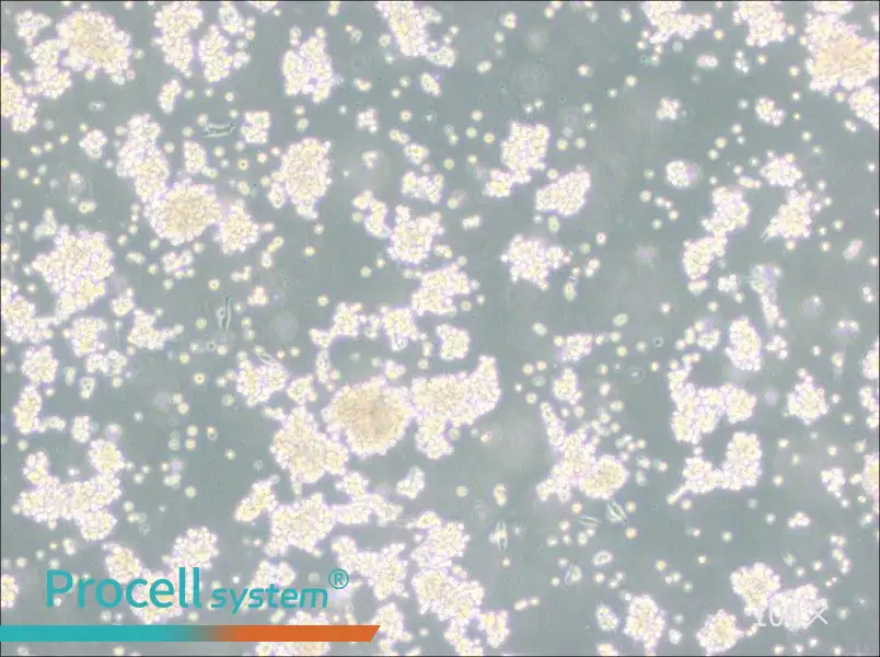 B95-8 Cell Complete Medium - 1