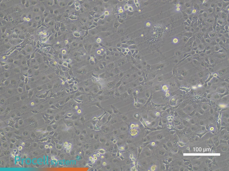 COS-7 Cell Complete Medium - 2