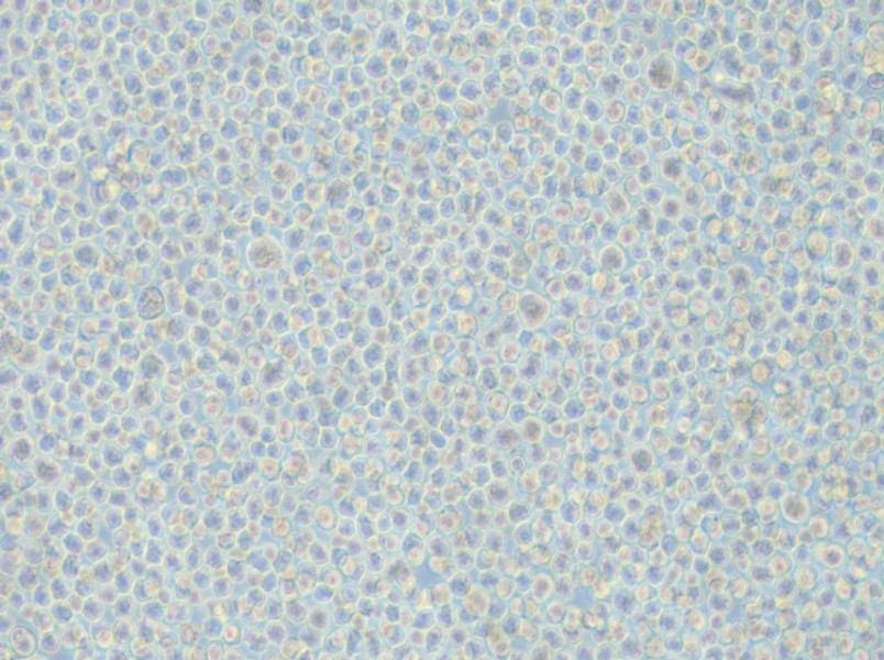 LP-1 Cell Complete Medium - 6