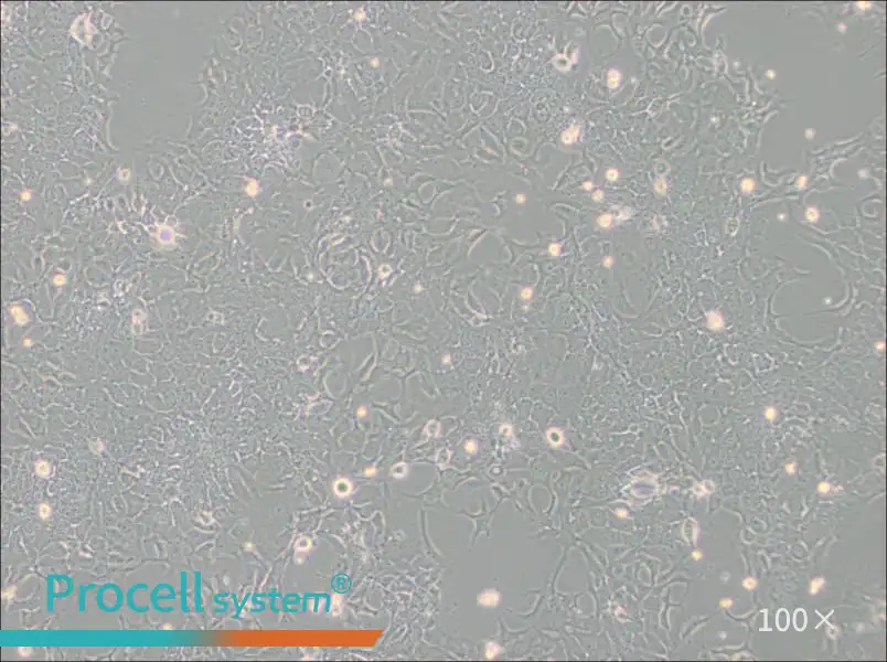 TE-10 Cell Complete Medium - 1