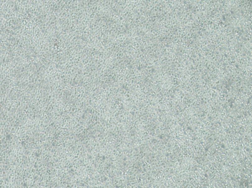 C1498-LUC Cell Complete MediumC1498-LUC Cell Complete Medium - 2