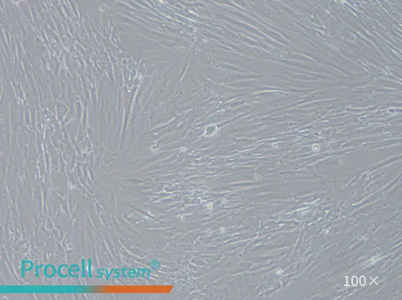 IMR-90 Cell Complete Medium - 1