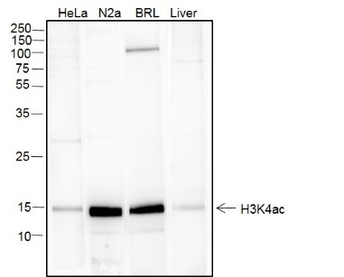 Recombinant Histone H3 (Acetyl Lys4) Monoclonal Antibody - small - 2