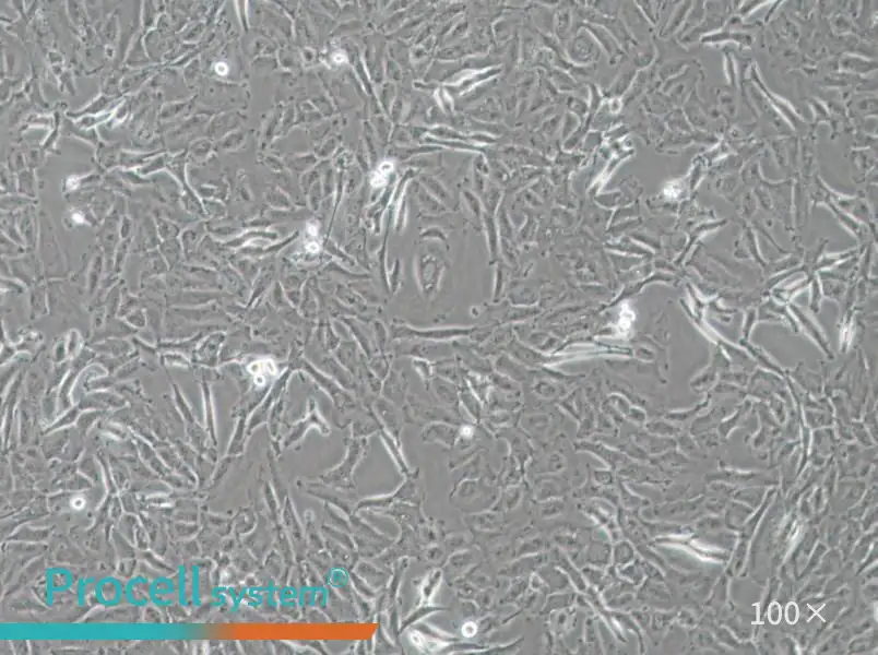 OCUT-2C Cell Complete MediumOCUT-2C Cell Complete Medium - 2