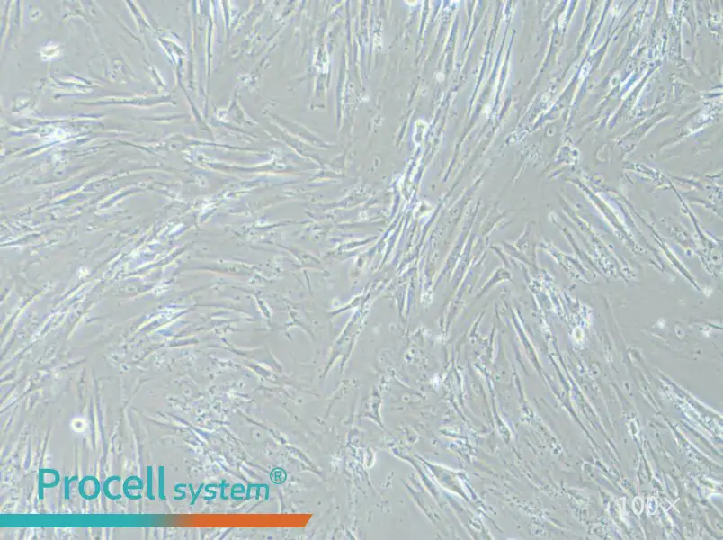 WI-38 Cell Complete Medium - 1