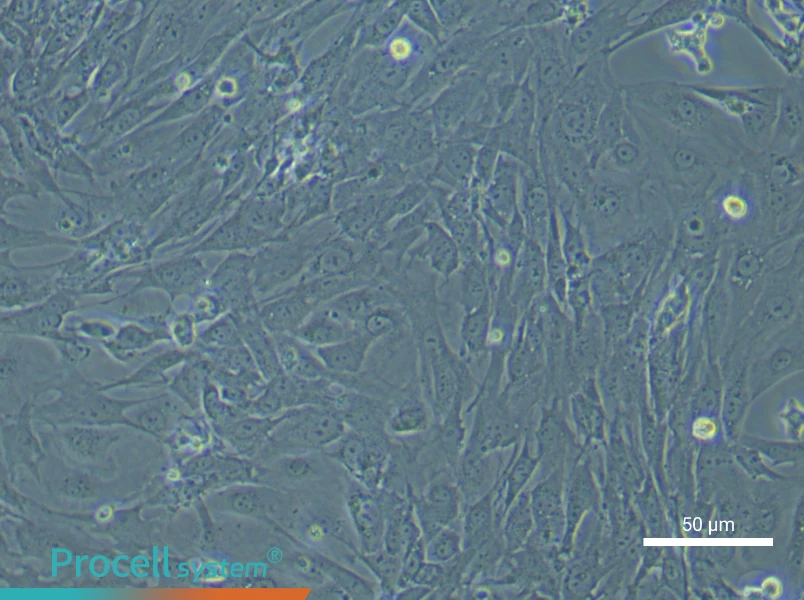 Mouse Intestinal Smooth Muscle Cell Complete Medium - 6