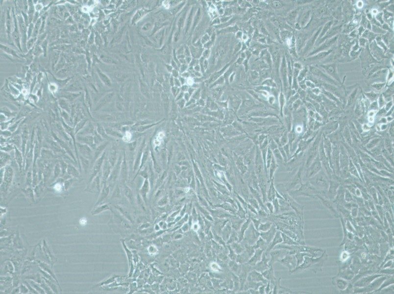 Hela Cell Complete Medium - 2