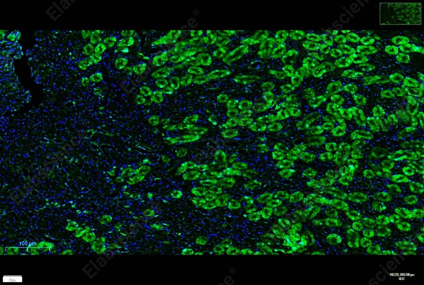 Recombinant NQO1 Monoclonal Antibody - 7