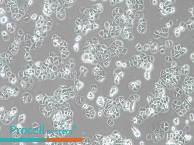 HCC1428 Cell Complete Medium - 1