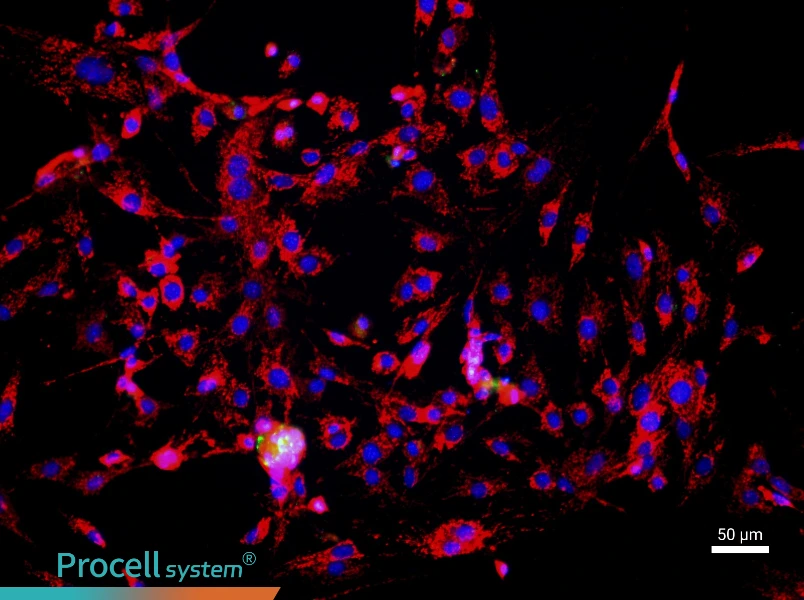 Mouse Thymic Epithelial Cell Complete Medium - 1