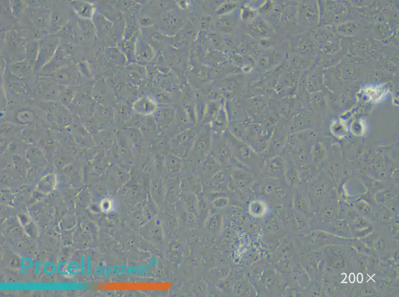 HK-2 Cell Complete Medium - small - 4