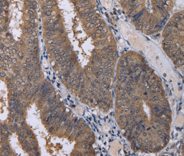 CUL3 Polyclonal Antibody - 3