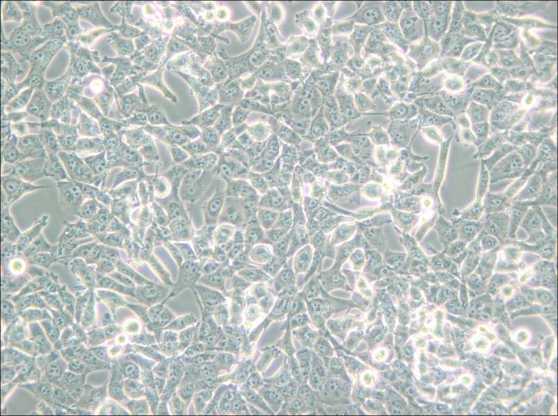 95-D [PLA-801D] Cell Complete Medium - 6