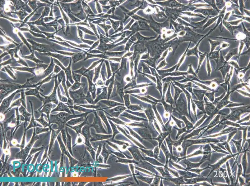 WM-266-4 Cell Complete Medium - 6