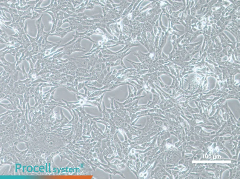 Renca-LUC Cell Complete Medium