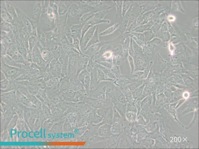 TCCSUP Cell Complete Medium - small - 4