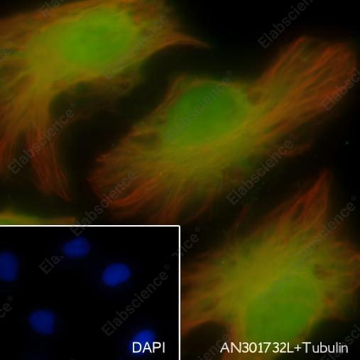Recombinant LSD2/AOF1 Monoclonal Antibody - 3