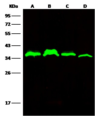 C1QBP/HABP1 Monoclonal Antibody - small - 3
