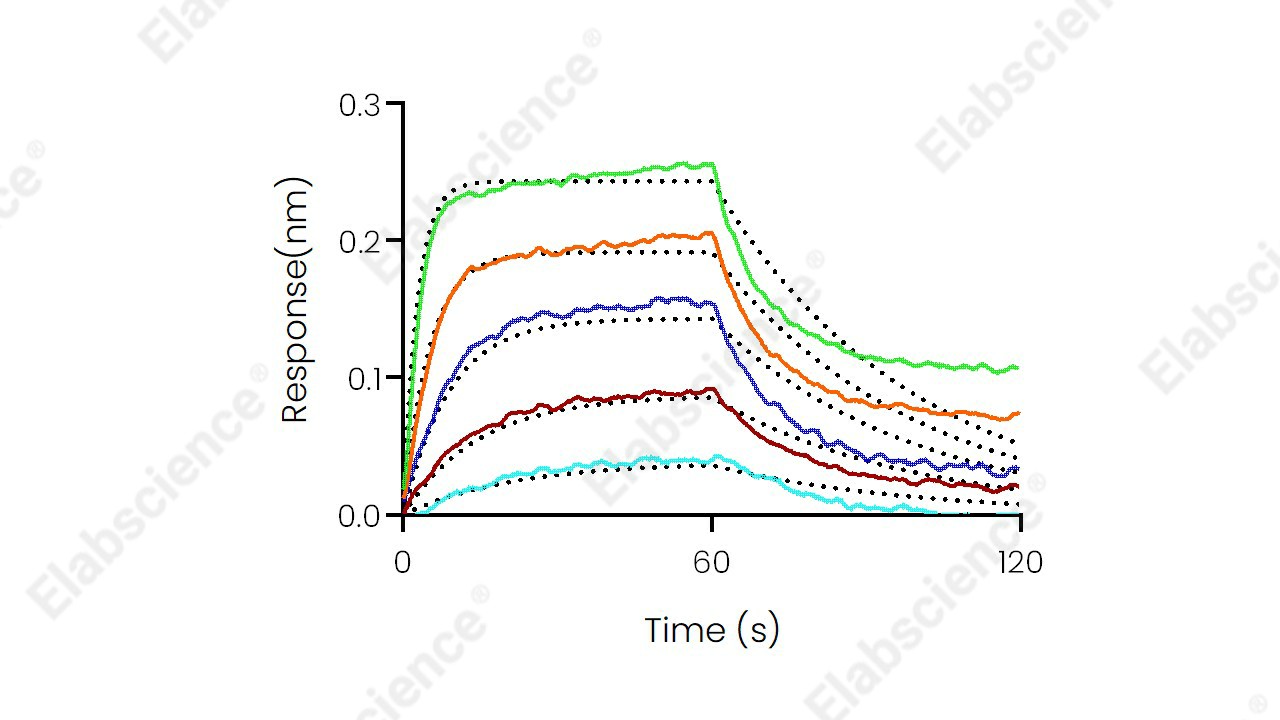 Recombinant Human IL6RA/CD126 Protein (His Tag) - 1