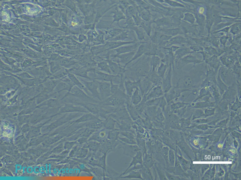Rat Synovial Fibroblasts - 5