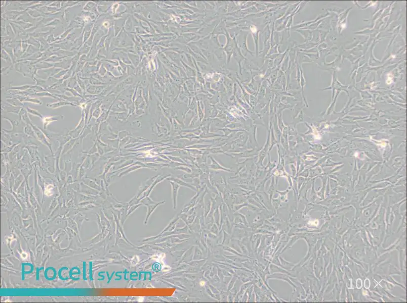 Calu-1 Cell Complete Medium - 3