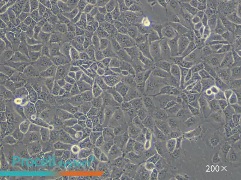 KYSE-270 Cell Complete Medium - 6