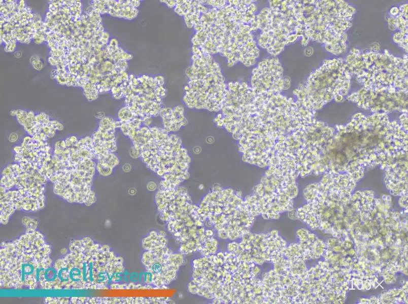 NCI-H187 Cell Complete MediumNCI-H187 Cell Complete Medium - 3