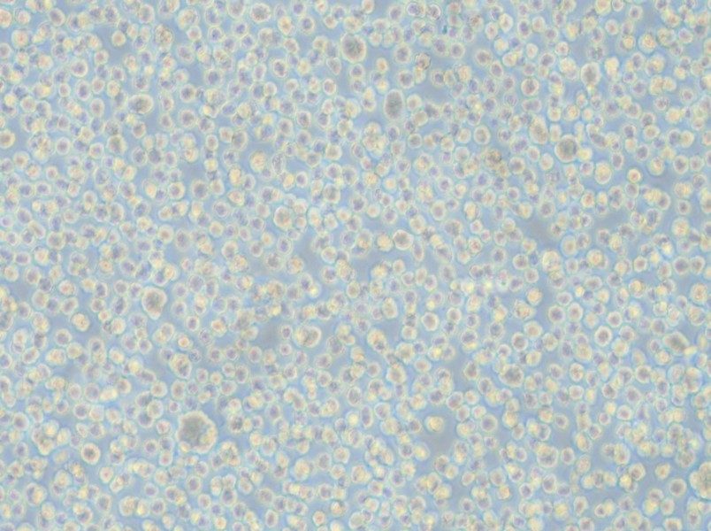 LP-1 Cell Complete Medium - 4