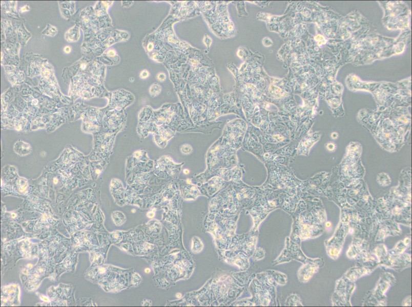 MDA-MB-175VII (DMEM) Cell Complete MediumMDA-MB-175VII (DMEM) Cell Complete Medium - 3