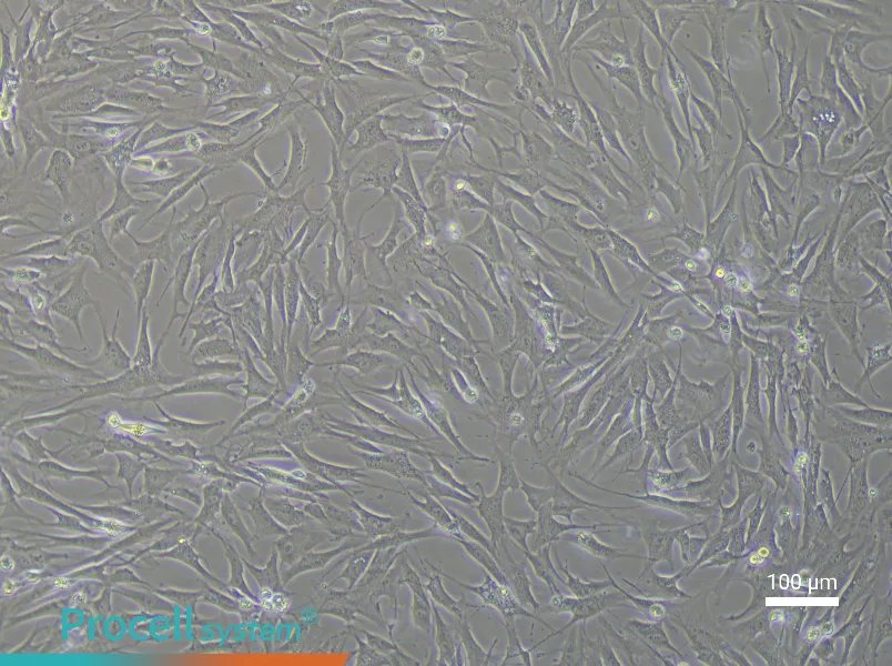 Rabbit Adipose-Derived Mesenchymal Stem Cell Complete Medium - 2
