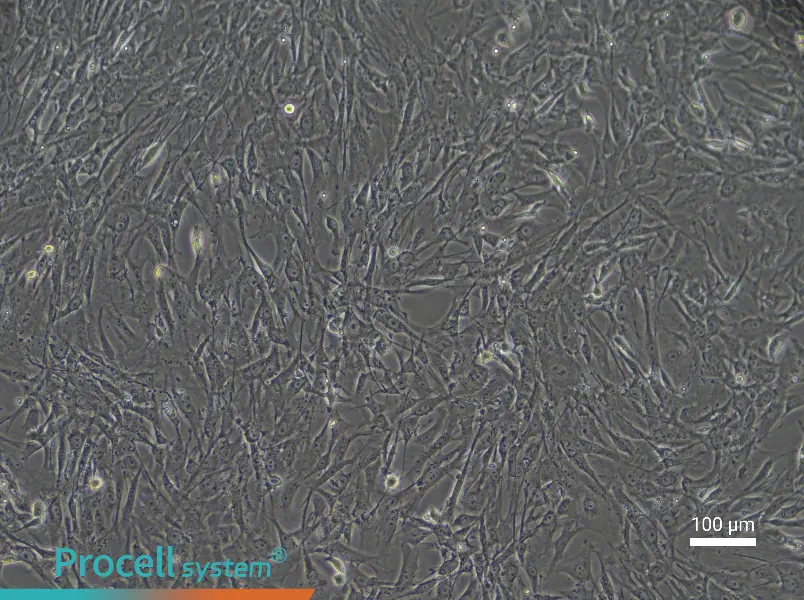 Mouse Myogenic Stem Cell Complete Medium - 1