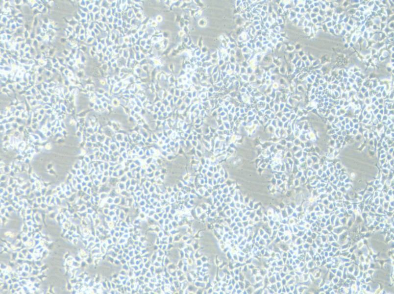 KYSE-180 Cell Complete Medium-searchlist-1