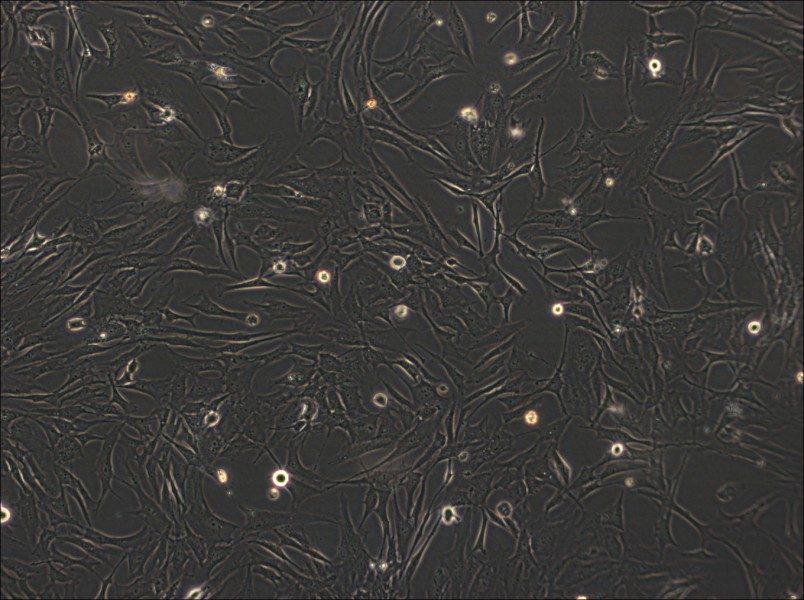 HS-27A Cell Complete Medium - 3