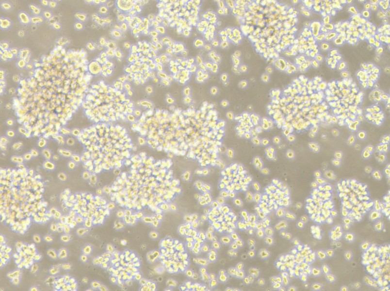 LCL 721.221 Cell Complete Medium - 2