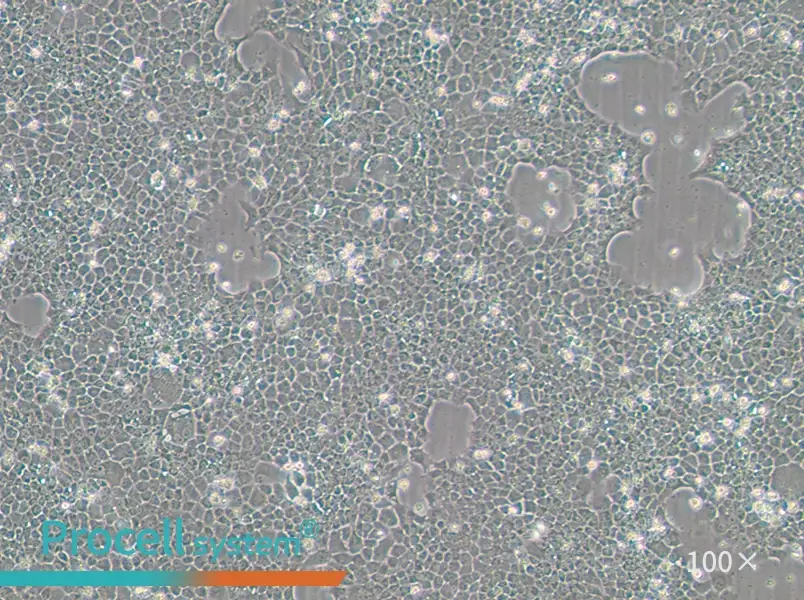 BNL CL.2 Cell Complete Medium - 1