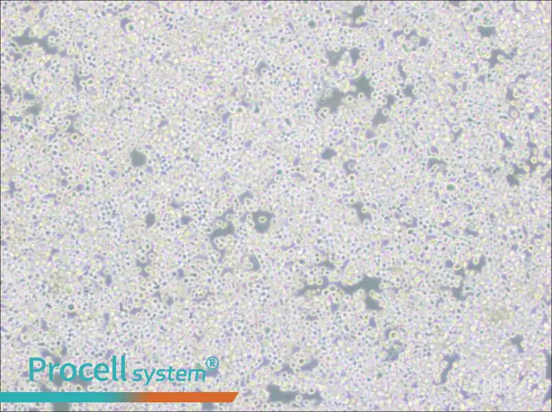 RPMI 8226 Cell Complete Medium - 3