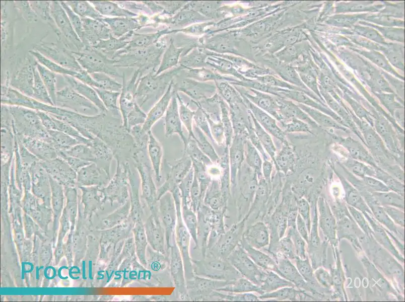 HS 683 Cell Complete Medium - small - 6