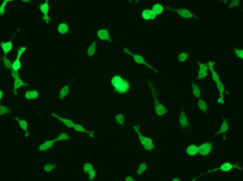 CT26.WT-GFP Cell Complete Medium - 4
