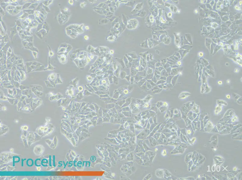 HCCLM3 Cell Complete Medium - 1