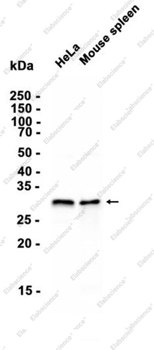 Recombinant SF2 Monoclonal Antibody - 1