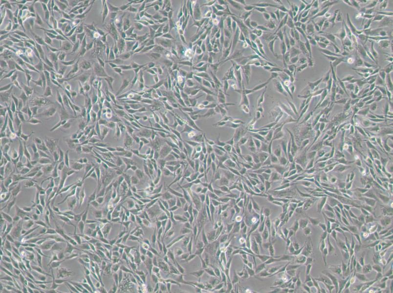 CCF-STTG1 Cell Complete MediumCCF-STTG1 Cell Complete Medium - 2